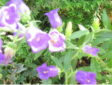 � ��� ������� �����������)