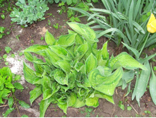 ����� ������������