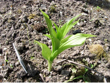 ������ ���������.JPG