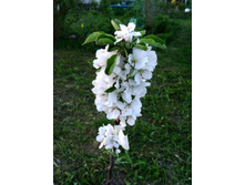 �������� ������������.JPG