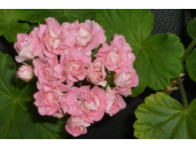 ���������� ���� �������