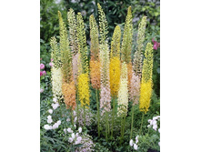 Eremurus Ruiter's Hybrids mixed 118,9�. �� 2��.jpg