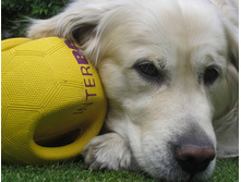 INTER*BALL, ����.  17 ����