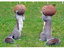 ����� �����