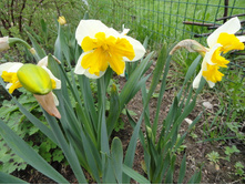 ������� ���������