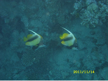 SN850306.JPG