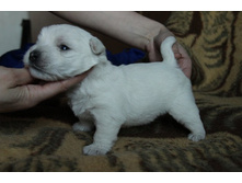 ������� 1