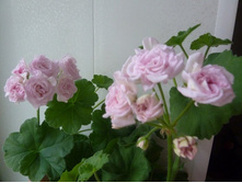 Rococo (���-������)