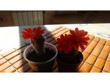 ��������� Albireolata(������ ������� � ��������)