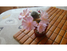 ������� Kariusiana (N103)