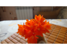 �������  Muscula