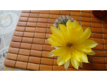 ������� Aurea