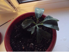 ����������� 001.jpg