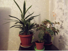 ����������� 002.jpg