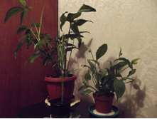 ����������� 003.jpg