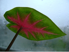 ������ 130.jpg