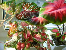 ������ 133.jpg