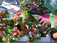 ������ 135.jpg