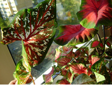 ������ 136.jpg