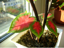 ������ 141.jpg