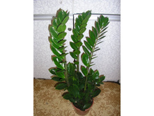 ������������ �� 800 ���.  ��� ������, ��� ������ ������, ������ � ����� ��������...