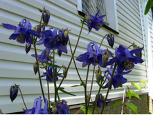 ���� �����.JPG