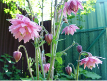 ���� �������� �������1.JPG