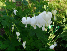 �������� �����.JPG