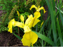 ���� �������� ������.JPG