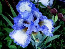 ���� ��������� �������.JPG