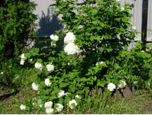 ������ ���������.JPG