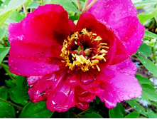 ���� ����������� ���������.JPG