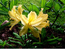 ����� ���. ��������.JPG