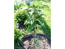 �������� ��.JPG