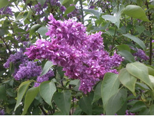 ������ ��������