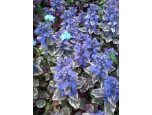 ������� _��������