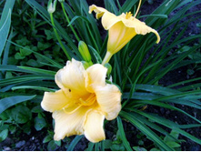 �������� .JPG