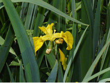 ���� �������� 40 �.JPG