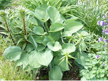 ����� 2.JPG