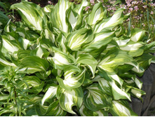 ����� 3.JPG