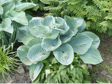 ����� 4.JPG