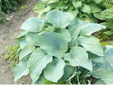 ����� 5.JPG