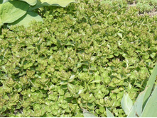 ������ 2   25 �.JPG