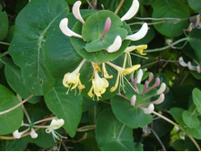 ��������� ��������� 50 �.JPG