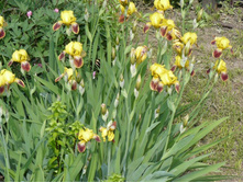 ���� ���������.JPG