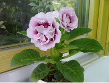 ��������� ����-������� ����