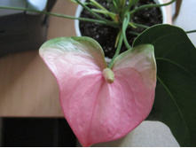 ����������� 010.jpg