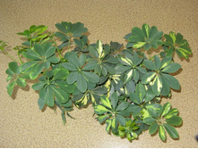 ����������� 013.jpg