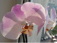 ����������� 020.jpg