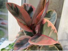 ����������� 021.jpg